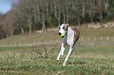 WHIPPET 342